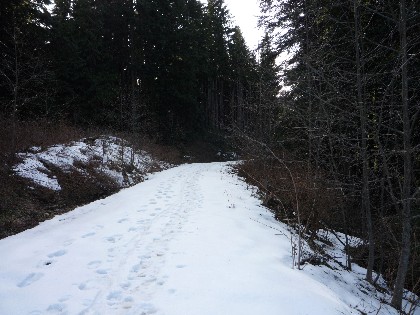 Hikers' tracks, plus a rather large cougar print, gave me pause